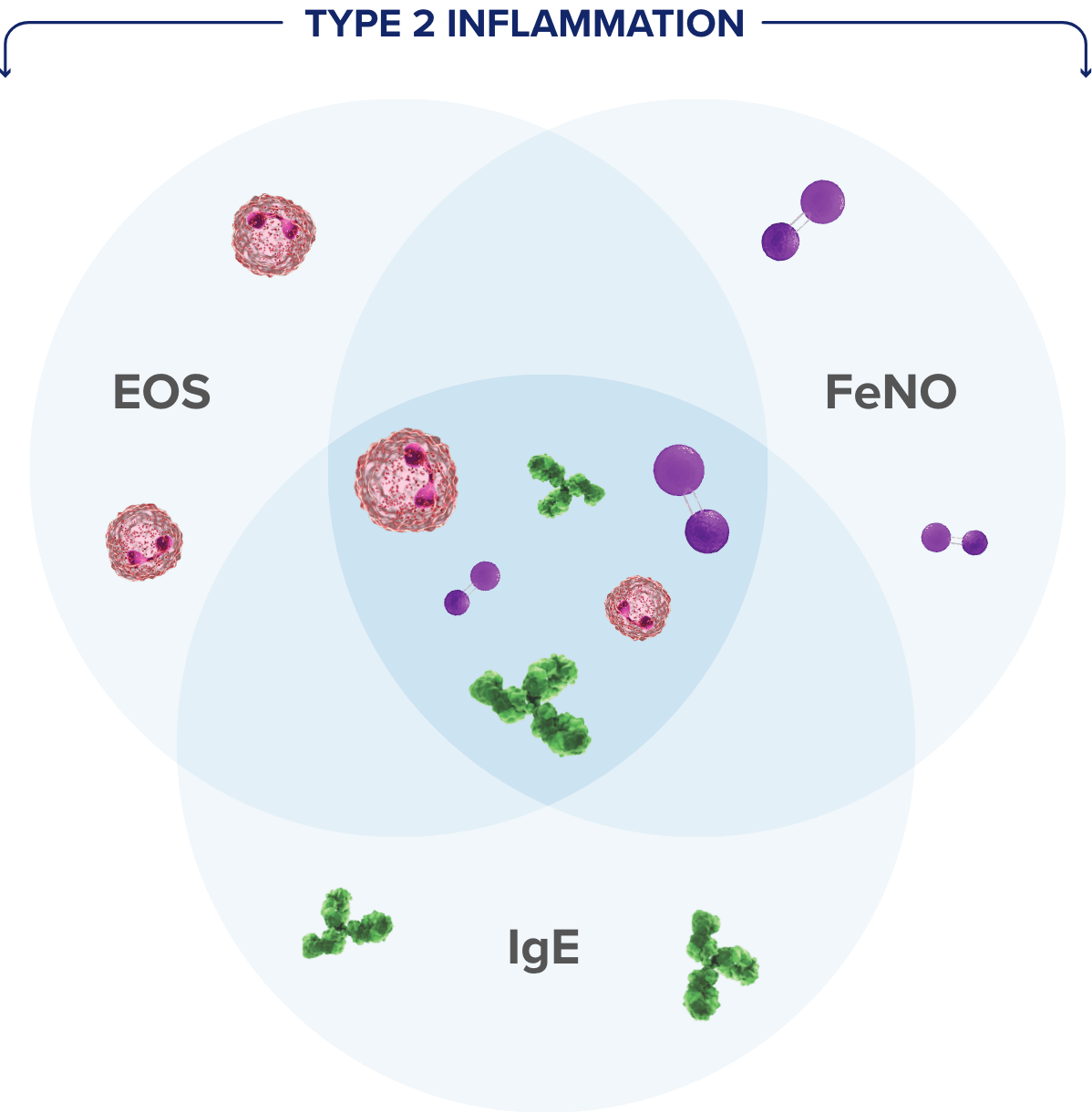 Recognize Type 2 Inflammation in Asthma